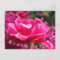 Beautiful Pink Tulip Nah Up Birthday Postcard