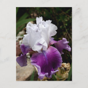 Beautiful Purple and White Iris Design Postkarte