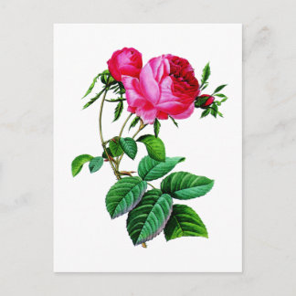 Beautiful Red Cabbage Rose von Redoute Postkarte