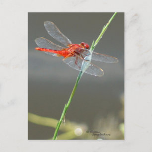 Beautiful Red Dragonfly Postcard Postkarte