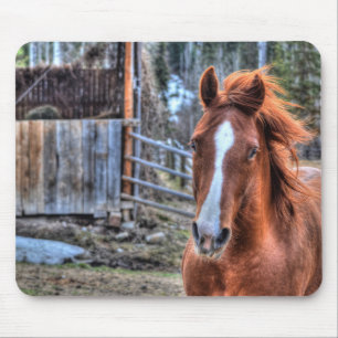 Beautiful Red Dun Ranch Horse Equine Foto Mousepad