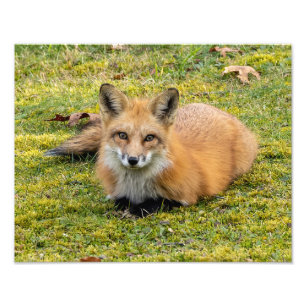 Beautiful Red Fox Fotodruck