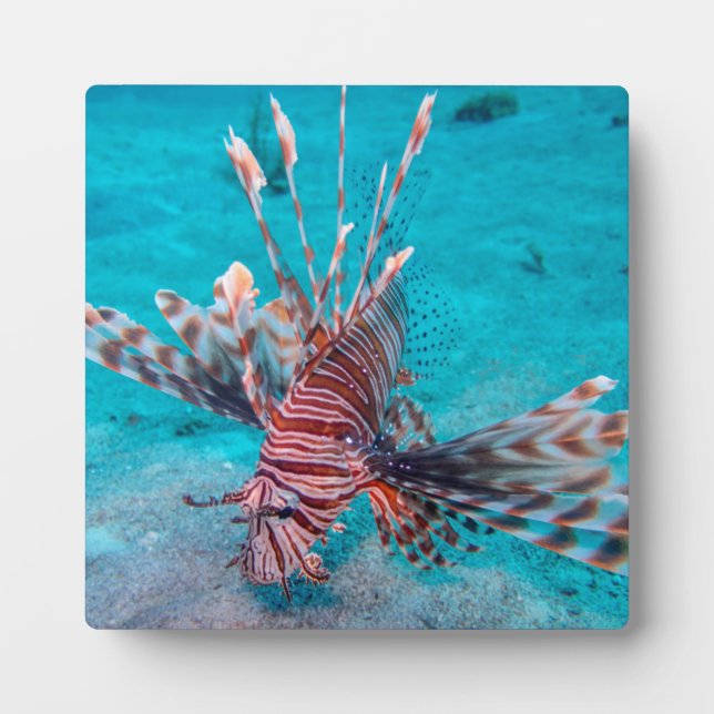 Beautiful Red Lion Fish Fotoplatte (Vorderseite)