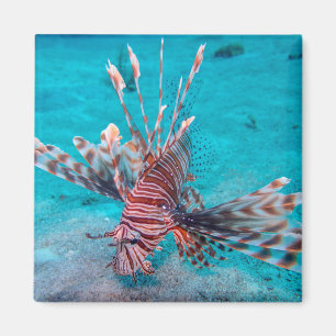 Beautiful Red Lion Fish Magnet