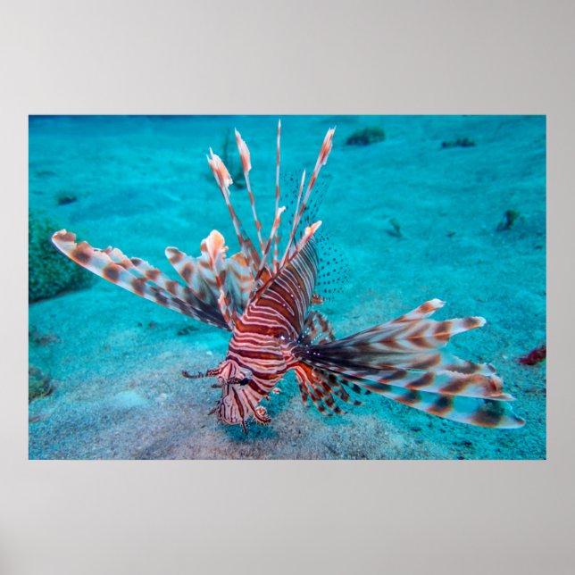 Beautiful Red Lion Fish Poster (Vorne)