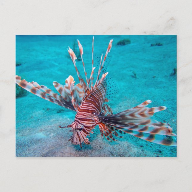 Beautiful Red Lion Fish Postkarte (Vorderseite)