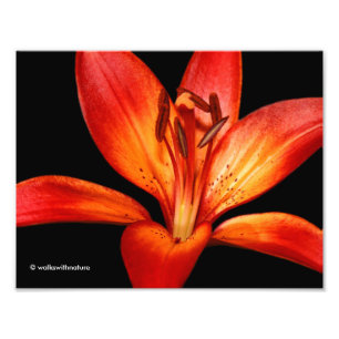 Beautiful Red Orange Asiatic Lily Gran Paradiso Fotodruck