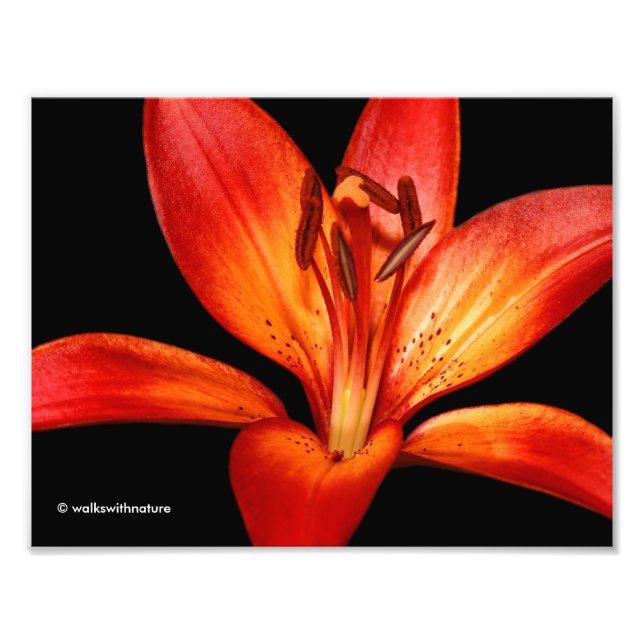 Beautiful Red Orange Asiatic Lily Gran Paradiso Fotodruck (Vorne)