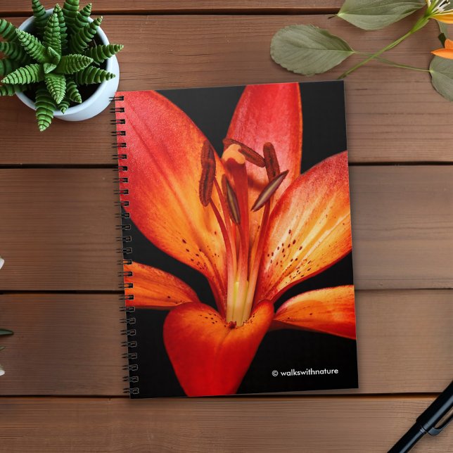 Beautiful Red Orange Asiatic Lily Gran Paradiso Notizblock (Red-Orange Asiatic Lily Gran Paradiso Journal Cover Photo)