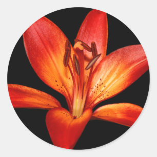 Beautiful Red Orange Asiatic Lily Gran Paradiso Runder Aufkleber