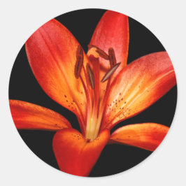 Beautiful Red Orange Asiatic Lily Gran Paradiso Runder Aufkleber