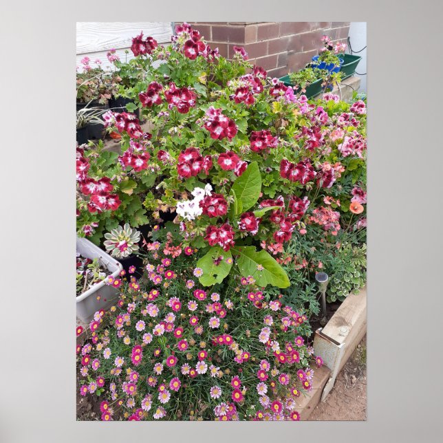 Beautiful Red Pelargonium Flower Garden Poster (Vorne)