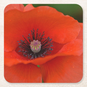 Beautiful Red Poppy Party Untersetzer