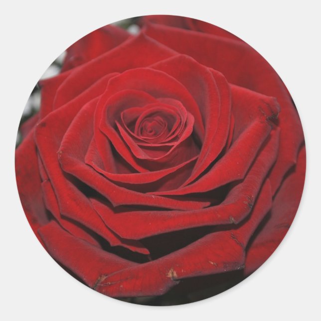 Beautiful Red Rose Runder Aufkleber (Vorderseite)