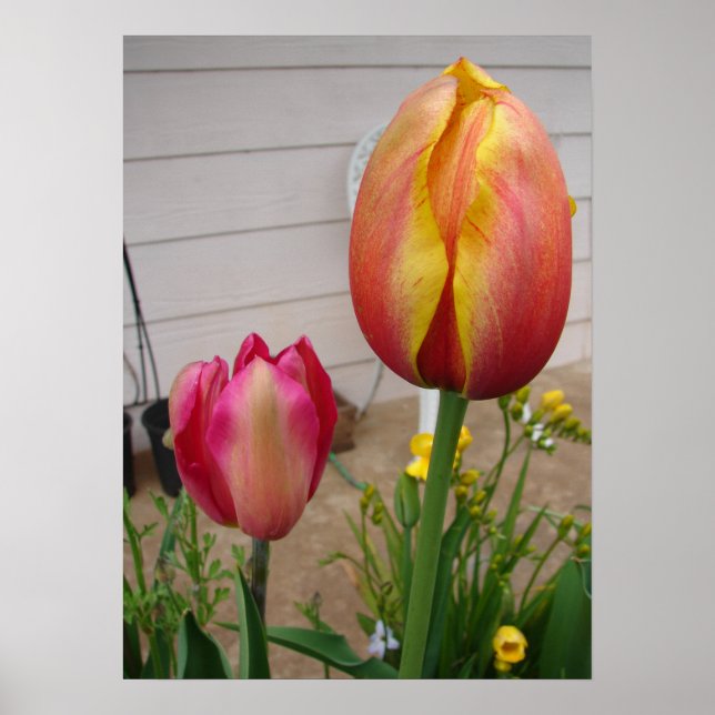 Beautiful Red Tulip Flower Garden Poster (Vorne)