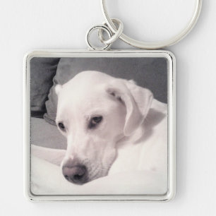 Beautiful Regal White Labrador Mix Dog Gray Keycha Schlüsselanhänger