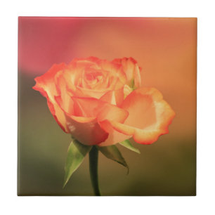 Beautiful Romantic Rose Fotograph Fliese