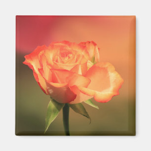 Beautiful Romantic Rose Fotograph Magnet