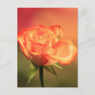 Beautiful Romantic Rose Fotograph Postkarte
