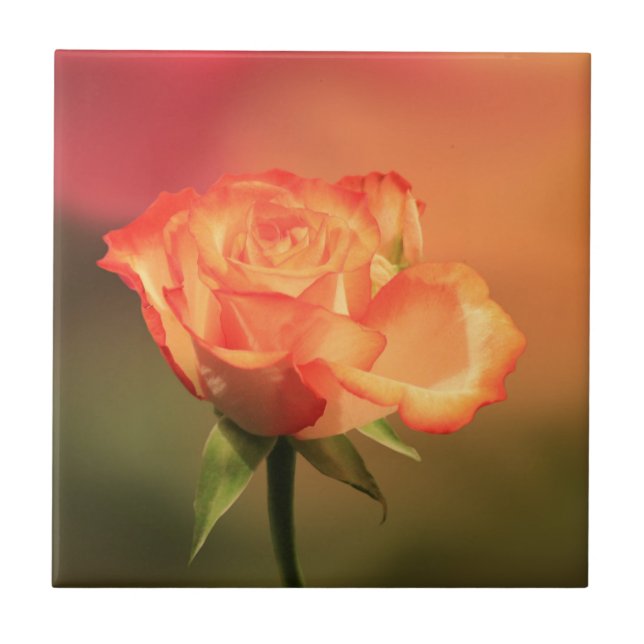 Beautiful Romantic Rose Photograph Fliese (Vorderseite)
