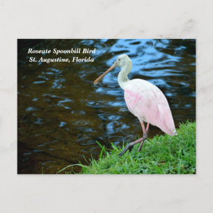 Beautiful Roseate Spoonbill Feiertagspostkarte