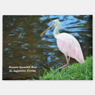 Beautiful Roseate Spoonbill Magnet