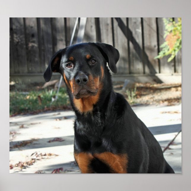 Beautiful Rottweiler Heidi Poster (Vorne)
