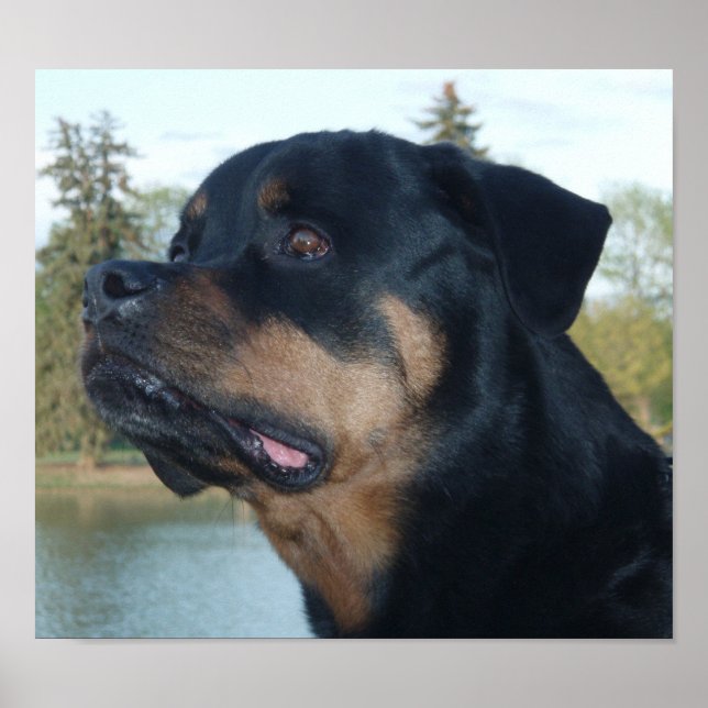 Beautiful Rottweiler Poster (Vorne)