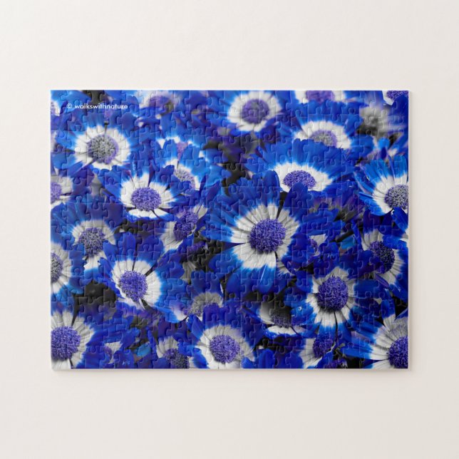 Beautiful Royal Blue Cineraria Blume Puzzle (Horizontal)