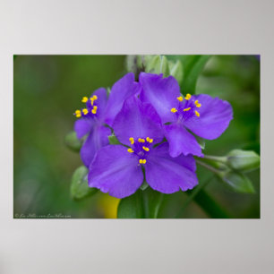 Beautiful Royal Lila Spiderwort Trio Poster