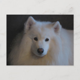 Beautiful Samoyed Postkarte