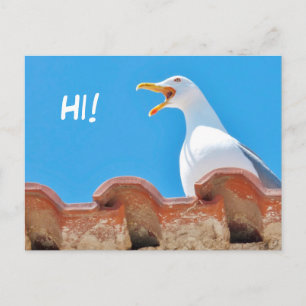 Beautiful Seagull - Hello Postcard Postkarte