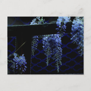 Beautiful Strange Blue Lavender Wisteria Postkarte