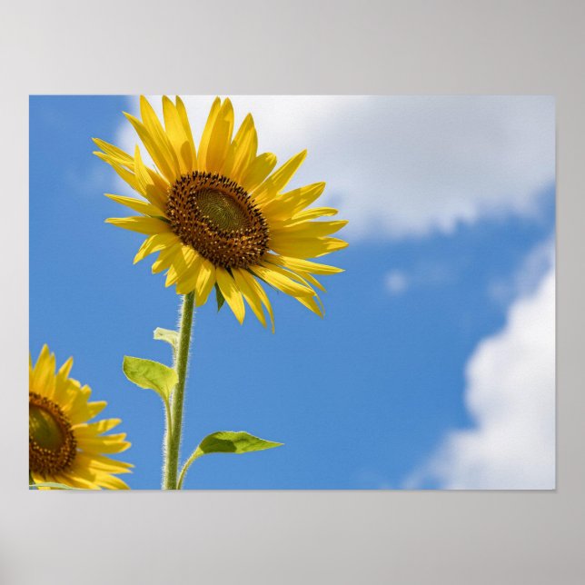 Beautiful Sun Flowers With Cloudy Blue Poster (Vorne)
