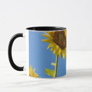 Beautiful Sun Flowers With Cloudy Blue Tasse