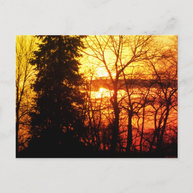 Beautiful Sunset Canada Trees Orange Gold Sky Post Postkarte (Vorderseite)