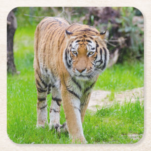 Beautiful Tiger Rechteckiger Pappuntersetzer