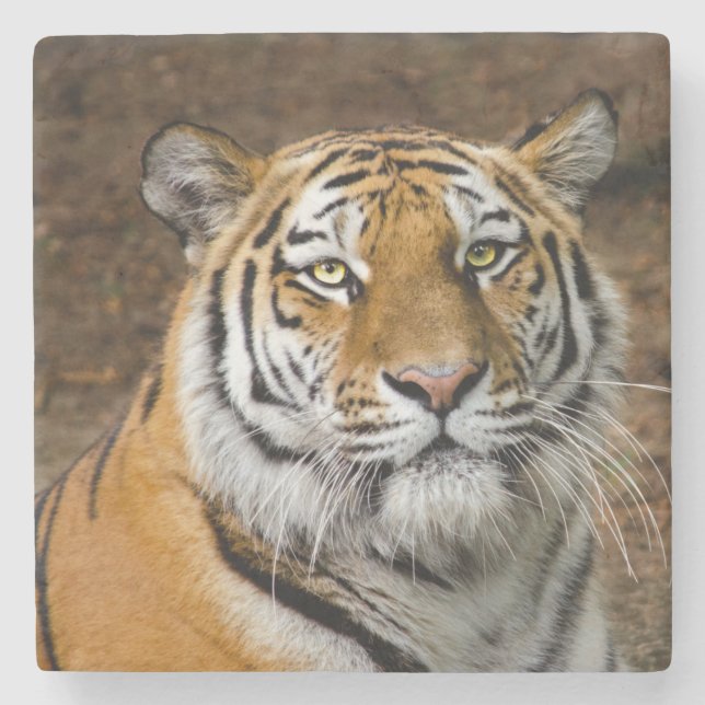 Beautiful Tiger Steinuntersetzer (Vorderseite)