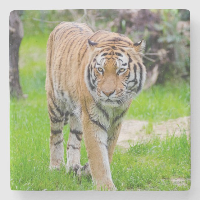Beautiful Tiger Steinuntersetzer (Vorderseite)