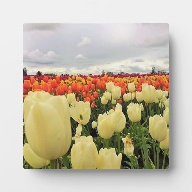 Beautiful Tulip Field Oregon Fotoplatte (Vorderseite)