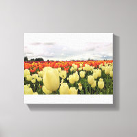 Beautiful Tulip Field Oregon