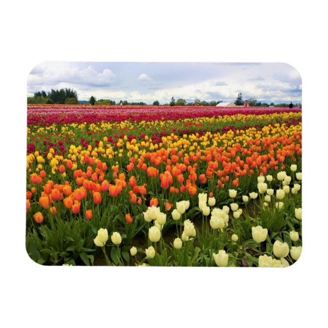 Beautiful Tulip Field Oregon Magnet (Horizontal)