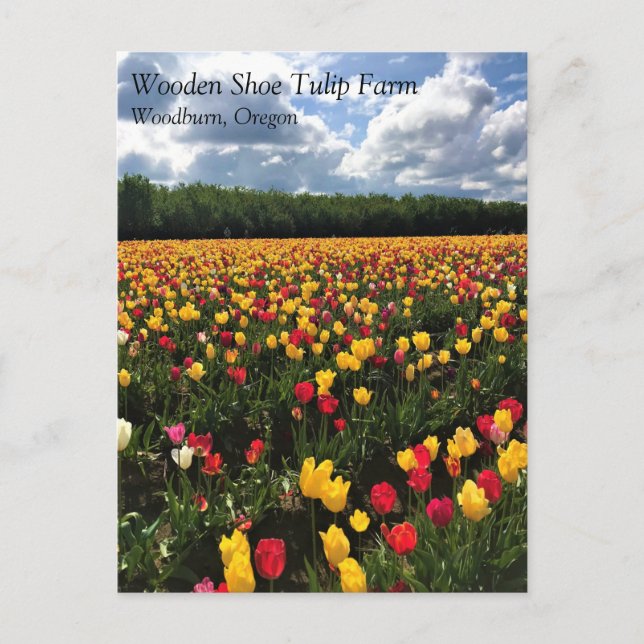Beautiful Tulip Field Oregon Postkarte (Vorderseite)
