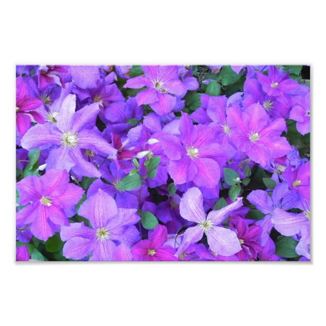 Beautiful Violet Clematis Fotodruck (Vorne)