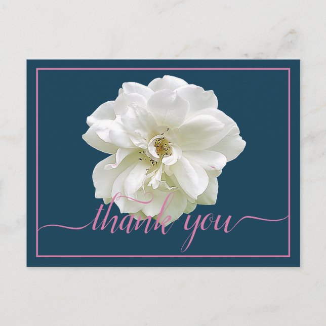 Beautiful White Rose Color Backdrop Chic Thank You Postkarte (Vorderseite)