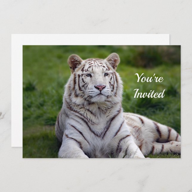 Beautiful White Tiger Foto Geburtstag Einladung (Vorne/Hinten)