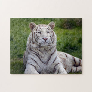 Beautiful White Tiger Photo Puzzle