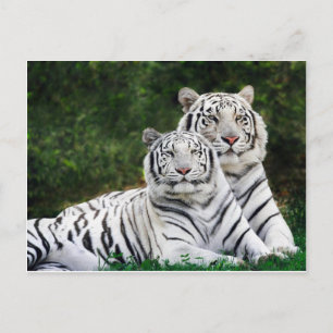 Beautiful White Tigers Postkarte