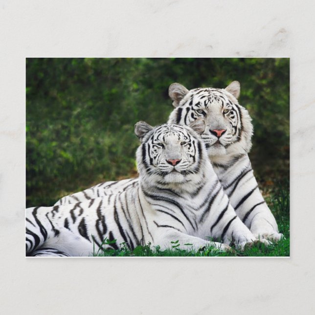 Beautiful White Tigers Postkarte (Vorderseite)