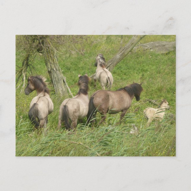 Beautiful Wild Horses DIY Postcard Postkarte (Vorderseite)